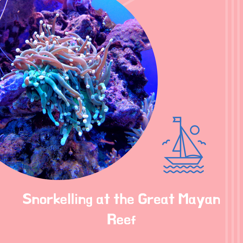 Snorkeling at the Great Mayan Reef